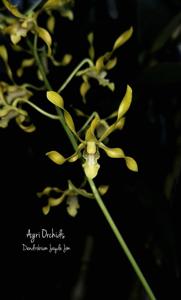 Dendrobium Jaydee Jim