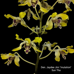 Dendrobium Jaydee Jim