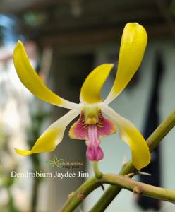 Dendrobium Jaydee Jim