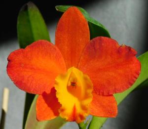 Cattleya Mango Spice