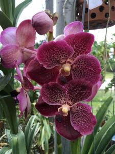 Vanda Kriengkrai