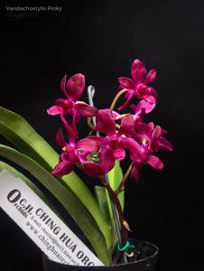 Vandachostylis Pinky