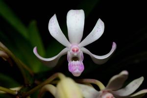 Vandachostylis Pinky