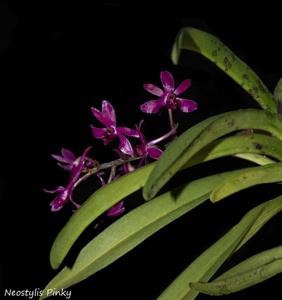 Vandachostylis Pinky