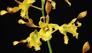 Dendrobium Saleha