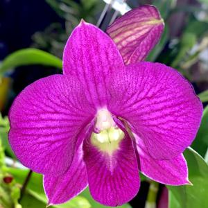 Dendrobium Thailand Stripe