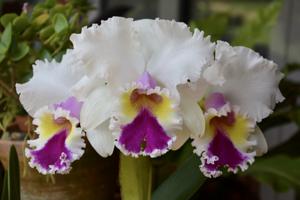 Rhyncholaeliocattleya Aloha Spirit