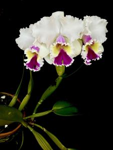 Rhyncholaeliocattleya Aloha Spirit
