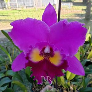 Rhyncholaeliocattleya Sweet Anniversary