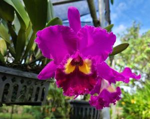 Rhyncholaeliocattleya Sweet Anniversary