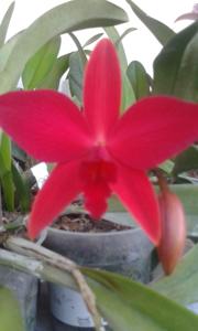 Cattleya Little Vista