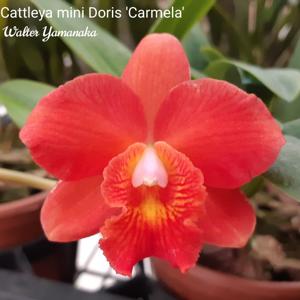 Cattlianthe Mini Doris