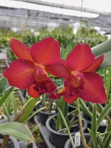 Cattlianthe Mini Doris