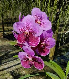 Vanda Joy Yahiro