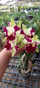 Rhyncholaeliocattleya Penny Helen