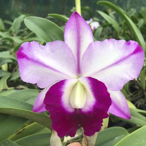 Cattleya Memoria Robert Strait