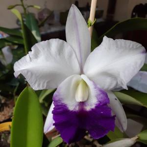 Cattleya Memoria Robert Strait