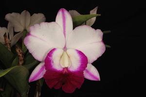 Cattleya Memoria Robert Strait