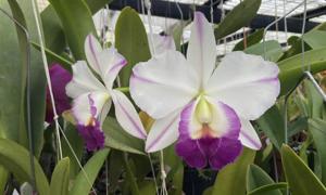 Cattleya Memoria Robert Strait