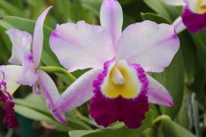 Cattleya Memoria Robert Strait