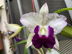 Cattleya Memoria Robert Strait