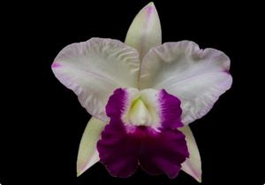 Cattleya Memoria Robert Strait