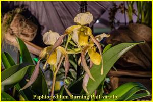 Paphiopedilum Burning Phil