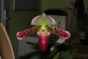 Paphiopedilum Macabre