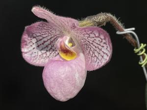 Paphiopedilum Magic Lantern