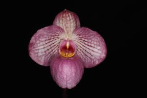 Paphiopedilum Magic Lantern