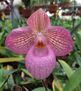 Paphiopedilum Magic Lantern