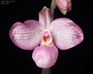 Paphiopedilum Magic Lantern