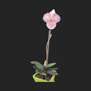 Paphiopedilum Magic Lantern