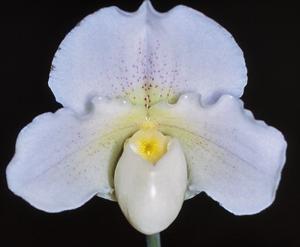 Paphiopedilum White Queen