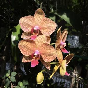 Phalaenopsis Baldan's Kaleidoscope