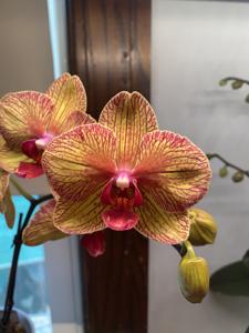 Phalaenopsis Baldan's Kaleidoscope