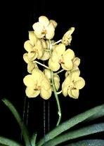 Vanda Fuchs Harvest Moon