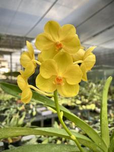 Vanda Fuchs Harvest Moon