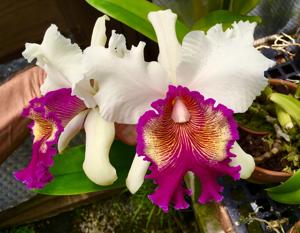 Cattleya Powhatan