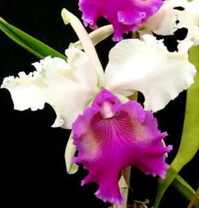 Cattleya Powhatan