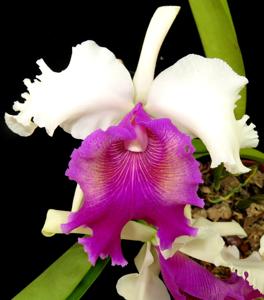 Cattleya Powhatan