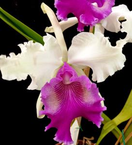 Cattleya Powhatan