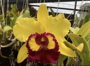 Rhyncholaeliocattleya Williette Wong