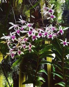 Dendrobium Caesar