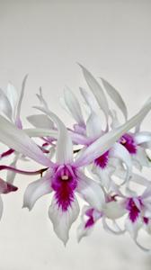 Dendrobium Caesar