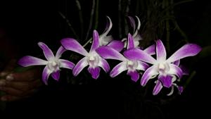 Dendrobium Caesar