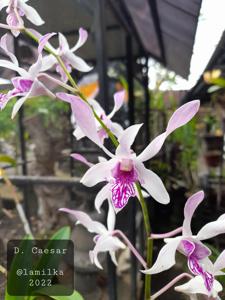 Dendrobium Caesar