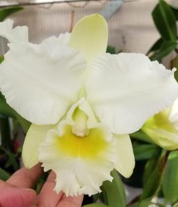 Rhyncholaeliocattleya Cashen's White Crystal