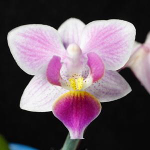 Phalaenopsis Little Fly