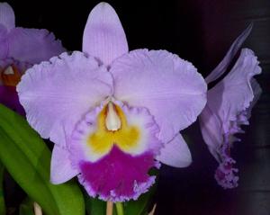 Rhyncholaeliocattleya Dream Trader